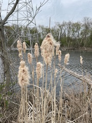 Typha × glauca