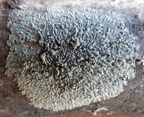 Smooth Shadow-crust Lichen