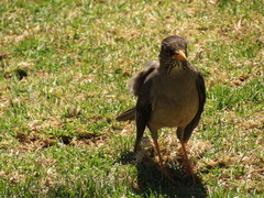 Turdus falcklandii magellanicus