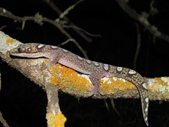 Oedura elegans