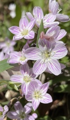 Claytonia caroliniana