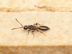 Spilomicrus