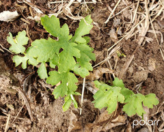 Stylophorum diphyllum