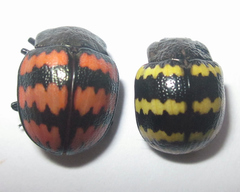 Platyphora rubropunctata