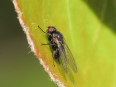Agromyzinae