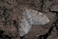 Trichopteryx carpinata