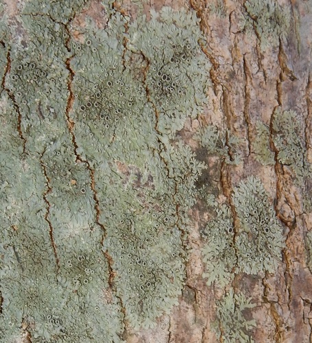 Hyperphyscia syncolla image