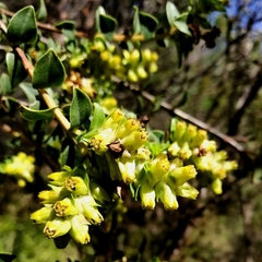 Penaea cneorum cneorum