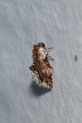 Parerastria castaneata