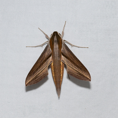 Hippotion boerhaviae