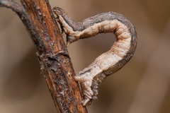 Xanthorhoe quadrifasiata