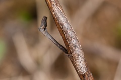 Xanthorhoe quadrifasiata
