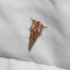 Pseudanapaea denotata