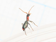 Cyrtosus cyanipennis