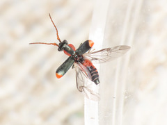Cyrtosus cyanipennis