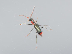 Cyrtosus cyanipennis