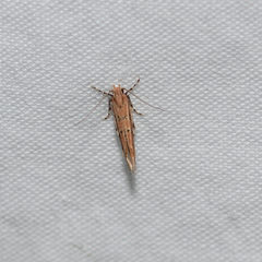 Anatrachyntis rileyi