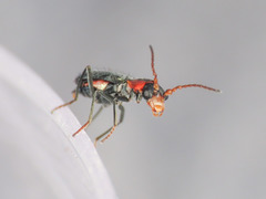 Cyrtosus cyanipennis