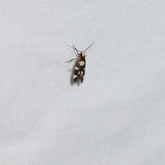 Limnaecia tetraplanetis