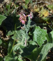 Platycapnos spicata