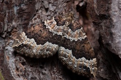 Lampropteryx suffumata