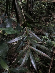 Podocarpus oleifolius