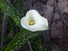 LIS CALLA｜“IN HER GREATEST YEARS” sddefault.jpg