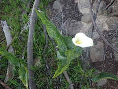 Zantedeschia albomaculata