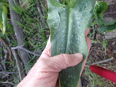 Zantedeschia albomaculata