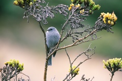 Geospizopsis unicolor