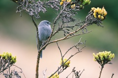 Geospizopsis unicolor