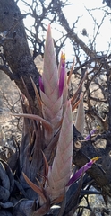 Tillandsia circinnatioides
