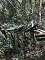 Podocarpus oleifolius