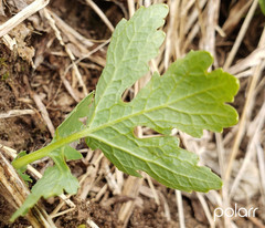 Stylophorum diphyllum