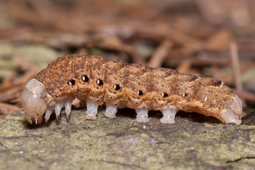 Broad-bordered Yellow Underwing