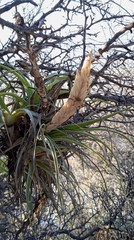 Tillandsia achyrostachys