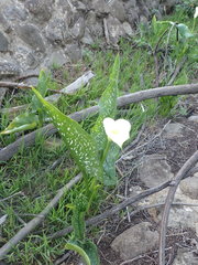 Zantedeschia albomaculata