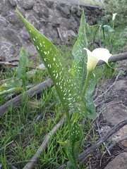 Zantedeschia albomaculata