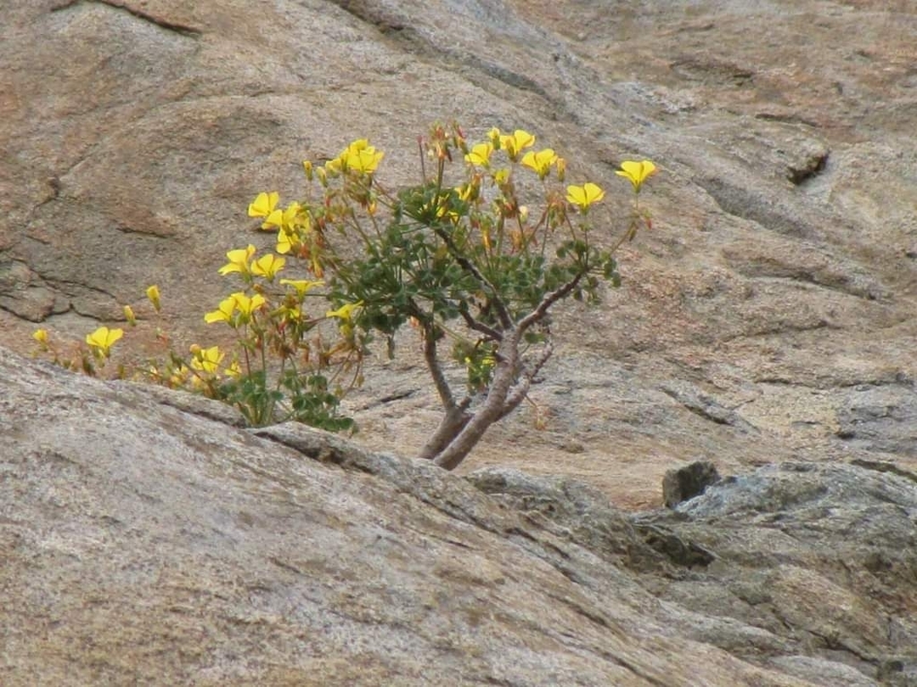 Oxalis johnstonii
