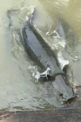 Arapaima gigas