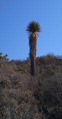 Yucca periculosa