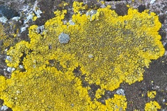 Candelariella medians