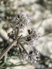 Lomatium bentonitum