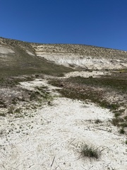 Lomatium bentonitum