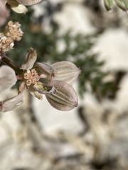 Lomatium bentonitum