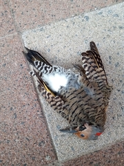 Colaptes auratus