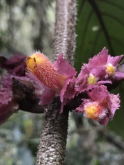 Glossoloma ichthyoderma