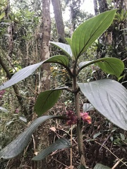 Glossoloma ichthyoderma