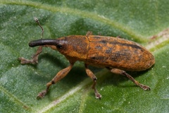 Lixus bardanae