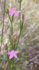 Schenkia spicata